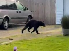 VÍDEO: Filhote de urso preto corre pelo bairro de Newburgh