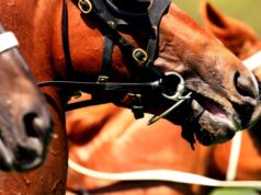 Dicas e guias sobre a corrida de terça-feira em Bathurst