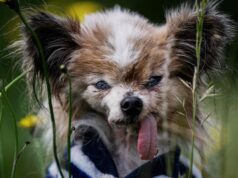 Lazarus, provavelmente o cão mais velho do mundo, morreu aos 30 anos na França