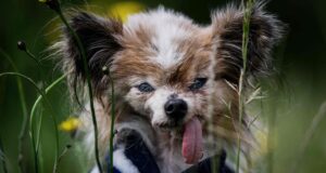 Lazarus, provavelmente o cão mais velho do mundo, morreu aos 30 anos na França