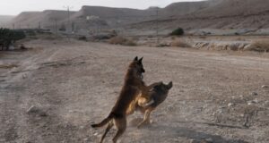 Cães estupradores treinados? Verdadeiramente? Há alguma história sobre Israel que seja absurda demais para ser publicada?