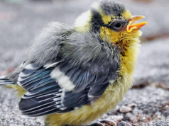 A investigação mostra que as aves urbanas em toda a Europa voam mais rápido quando as mulheres se aproximam delas do que os homens