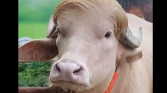 Buffalotrump-1779454013357_d.png