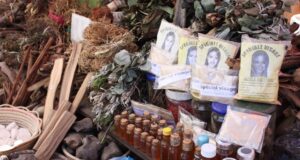 Como o ‘farmacêutico algorítmico’ da Nigéria incentiva tratamentos fitoterápicos arriscados | Notícias de saúde