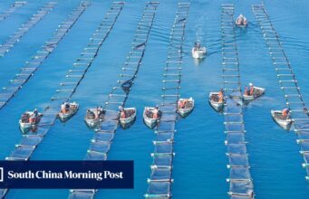 Porque é que as explorações piscícolas costeiras da China estão a desaparecer enquanto as da Índia se expandem?
