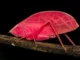 Os cientistas estão perplexos com a forma como o katydid rosa se transforma em camuflagem verde