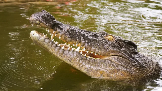 australian-saltwater-crocodile-head-in-north-queensland.webp.webp
