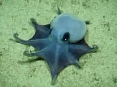 Adorável polvo minúsculo encontrado a quase 6.000 pés abaixo das Ilhas Galápagos