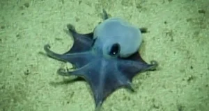 Adorável polvo minúsculo encontrado a quase 6.000 pés abaixo das Ilhas Galápagos