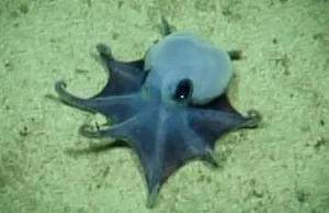 Adorável polvo minúsculo encontrado a quase 6.000 pés abaixo das Ilhas Galápagos