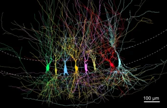 Os cientistas descobriram que o cérebro não começa vazio, começa cheio