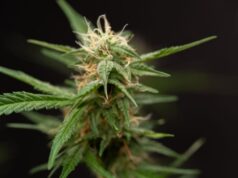 ‘Smoke Green and Earn Bitcoin’ com esta caneta Vape em nosso pesadelo mais distópico