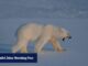 A Noruega relata o primeiro caso de gripe aviária na Europa num urso polar.