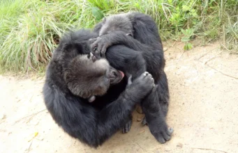 Pesquisa mostra que chimpanzés e bonobos têm círculos de amigos semelhantes aos humanos