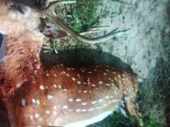A aparição incomum de um alce em Les Jurys: eles o caçaram, publicaram fotos e causaram grande polêmica.