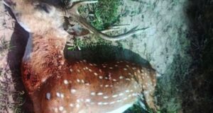 A aparição incomum de um alce em Les Jurys: eles o caçaram, publicaram fotos e causaram grande polêmica.