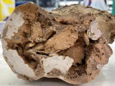 A paleontologia ficou chocada com a descoberta de moléculas orgânicas nos ossos de dinossauros com 66 milhões de anos