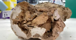 A paleontologia ficou chocada com a descoberta de moléculas orgânicas nos ossos de dinossauros com 66 milhões de anos
