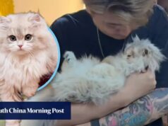 Morte de gato famoso na China paga hospital e beneficia 1.100 crianças de rua