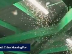 São formigas voadoras ou cupins? Como proteger sua casa de insetos alados.
