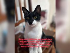 Procuram um gatinho perdido no bairro Siglo XXI