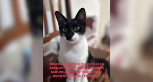 Procuram um gatinho perdido no bairro Siglo XXI