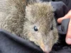 Cientistas estão usando DNA de cocô para salvar o marsupial mais raro do mundo