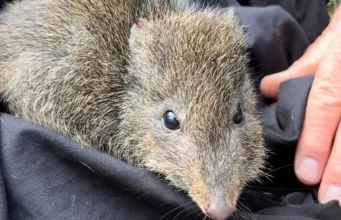 Cientistas estão usando DNA de cocô para salvar o marsupial mais raro do mundo
