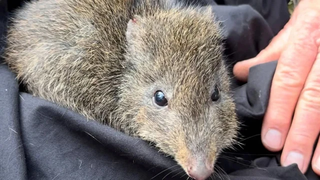 gilberts-potoroo.webp.webp