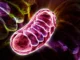 Cientistas descobriram um nutriente que pode recarregar a energia celular