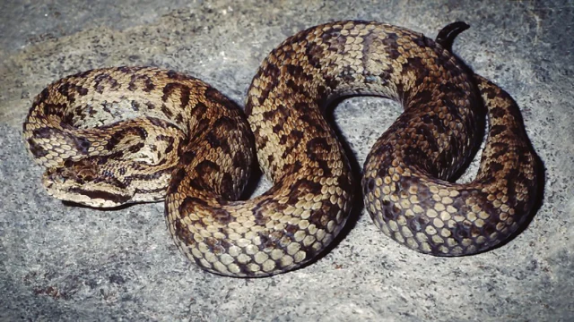 gloydius-hindukushensis-himalayan-pit-viper-snake.webp.webp
