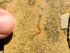 Uma impressionante descoberta de fóssil lança dúvidas sobre a origem da vida animal
