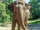 O elefante Happy do zoológico do Bronx foi sacrificado aos 55 anos depois que sua saúde piorou