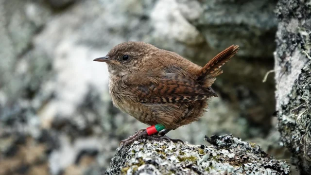 juvenile-st-kilda-wren.webp.webp