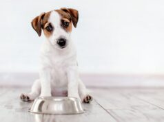Um deputado sugeriu permitir que animais de estimação fossem enterrados junto com seus donos