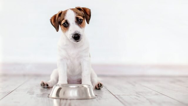 mascota-488435-102331.jpg