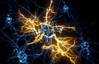Organoides humanos mostram como reverter danos nervosos “irreversíveis”