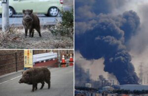A população de ‘super porcos’ mutantes está ficando fora de controle na zona de impacto nuclear