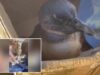 Equipes de resgate salvam pinguins ameaçados de extinção encontrados de bruços na praia