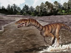 Este parente bizarro do crocodilo do Triássico parecia um dinossauro avestruz