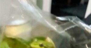 Conheça Greg, um sapo vivo encontrado em uma sacola de salada de supermercado.
