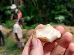 Perdida há 150 mil anos: a descoberta da floresta tropical virou a história da humanidade de cabeça para baixo