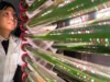 Cientistas dizem que essas algas podem remover microplásticos da água potável