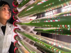 Cientistas dizem que essas algas podem remover microplásticos da água potável