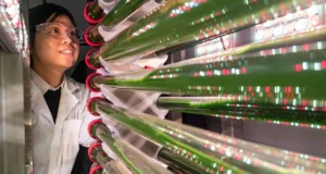 Cientistas dizem que essas algas podem remover microplásticos da água potável