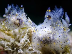 Uma pequena lesma marinha “sésamo” descoberta em Taiwan revela ser uma nova espécie