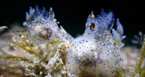 Uma pequena lesma marinha “sésamo” descoberta em Taiwan revela ser uma nova espécie