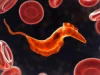 Os cientistas descobriram que antigos ancestrais unicelulares ainda vivem no seu sangue