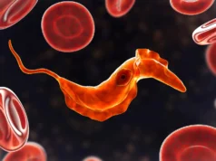 Os cientistas descobriram que antigos ancestrais unicelulares ainda vivem no seu sangue