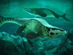 Cientistas descobrem o predador marinho gigante Tylosaurus Rex que aterrorizou oceanos antigos